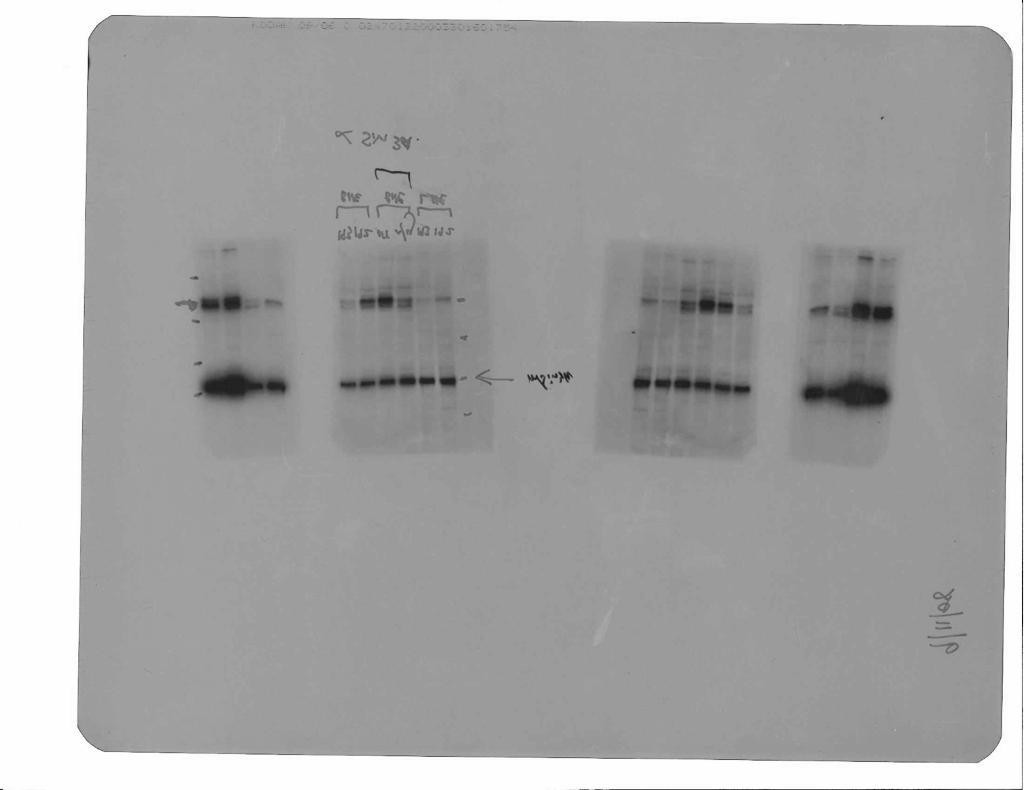 pictures of the blots