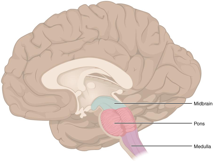Brain Stem The midbrain and hindbrain (composed of the pons and the medulla) are collectively referred to as the brain stem ([link]).