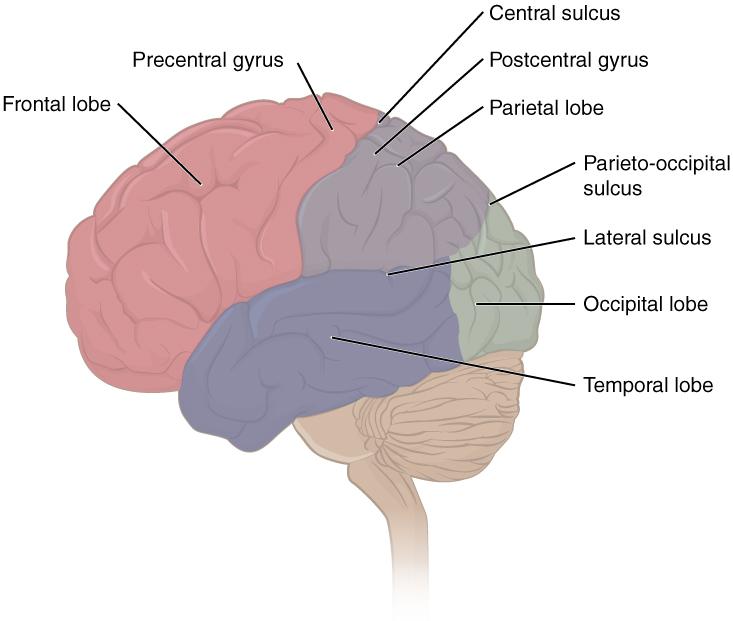 Lobes of the Cerebral Cortex The cerebral cortex is divided into four lobes. Extensive folding increases the surface area available for cerebral functions.
