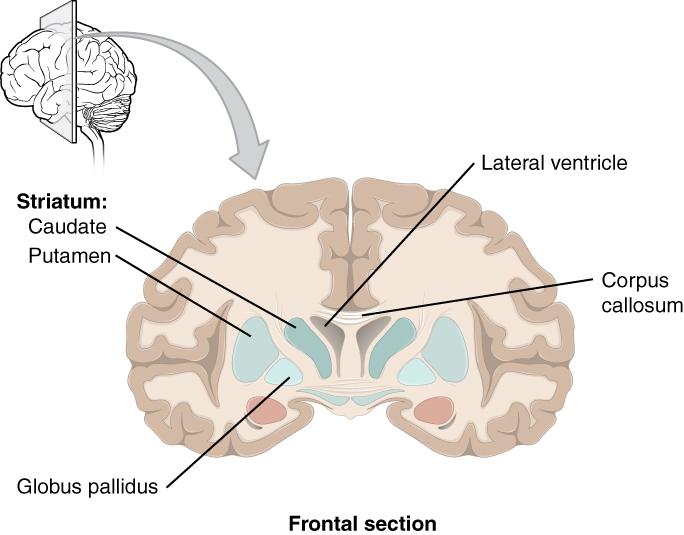 a loss of neurons in the basal forebrain.