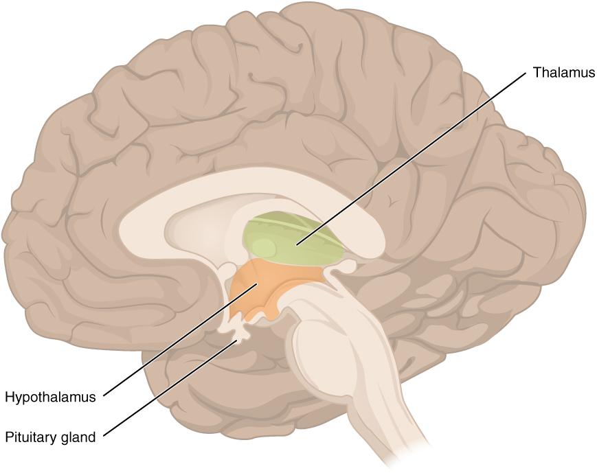 pathway, except for olfaction. The thalamus does not just pass the information on, it also processes that information.