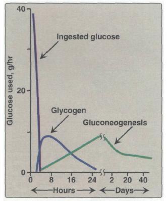 Sources of blood glucose