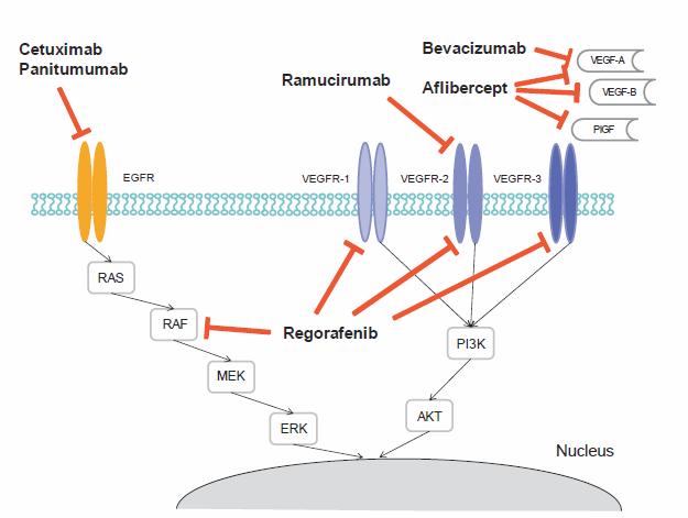 Targeted Therapies in CRC: Mechanism of Action Anti-epidermal growth factor receptor (anti-egfr) Cetuximab Panitumumab Bevacizumab Ramucirumab Aflibercept Angiogenesis inhibition VEGF-A VEGF-B PIGF