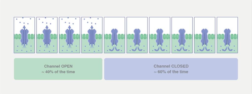 CFTR protein function is determined by channel-open probability and channel conductance Channel-open probability: the fraction of time that a single CFTR protein channel