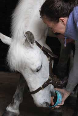 farrier visits Stretching exercises Helping to catch a difficult pony Encouraging a tricky loader Taking to shows A simple hand held reward Mini Horslyx is the perfect choice