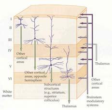 LISC-322 Neuroscience Cortical Organization THE VISUAL SYSTEM Higher