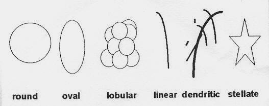 EVALUATION OF AN ENHANCING Morphology LESION Shape: Regular (round, oval, lobular) Irregular (linear,