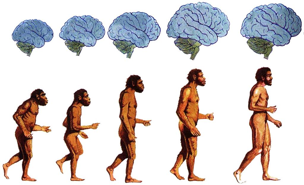 Human Evolution 200,000 years ago Homo sapiens evolve For human evolution to be possible, they were continuously forced to adapt to new environments and food sources.