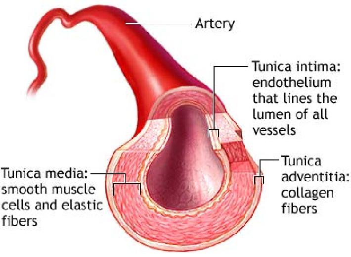 Arteries have a thick layer of smooth muscle and