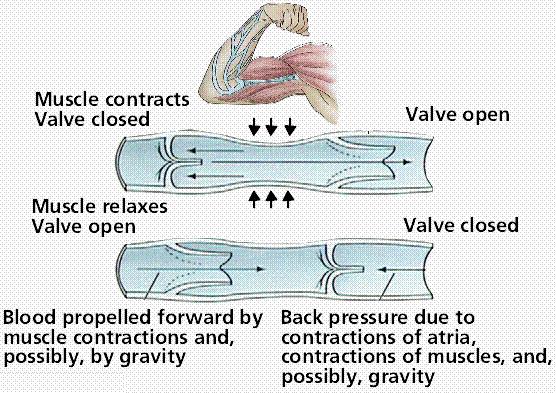 Veins use the contraction of skeletal muscles to help move blood back to