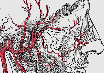 blood supply to the maxilla and paranasal sinuses originates both from the external (Figures 13, 14) and internal carotid artery systems.