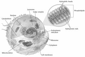 Vocabulary cell wall cell membrane nucleus nucleolus ribosome endoplasmic reticulum mitochondrion Golgi complex vesicle vacuole lysosome Cell Wall Some eukaryotic cells have cell walls.