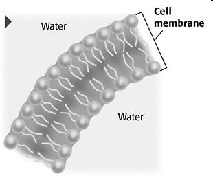 Cell Membrane All cells have cell membranes. The cell membrane is a protective barrier that encloses a cell. The cell membrane is the outermost structure in cells that lack a cell wall.