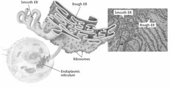 Ribosomes Organelles that make proteins are called ribosomes. Unlike most organelles, ribosomes are not covered by a membrane. Proteins are made of organic molecules called amino acids.