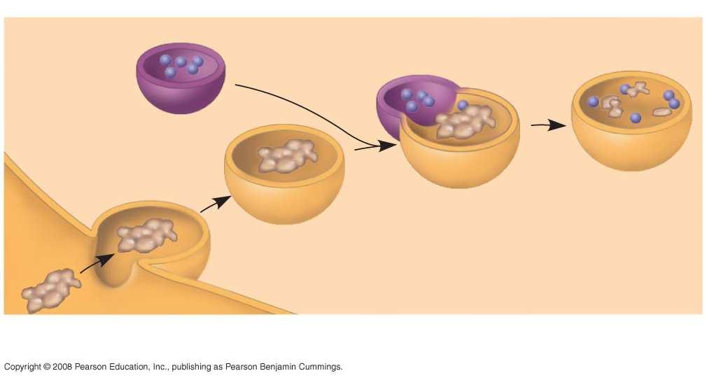 Fig. 6-14a Nucleus 1 µm Lysosome Lysosome Digestive