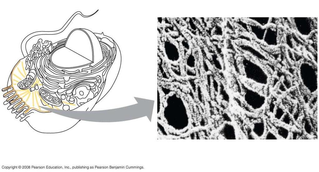 Fig. 6-20 Microtubule