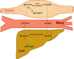 FERMENTATION Glucose http://objetoseducacionais2.mec.gov.