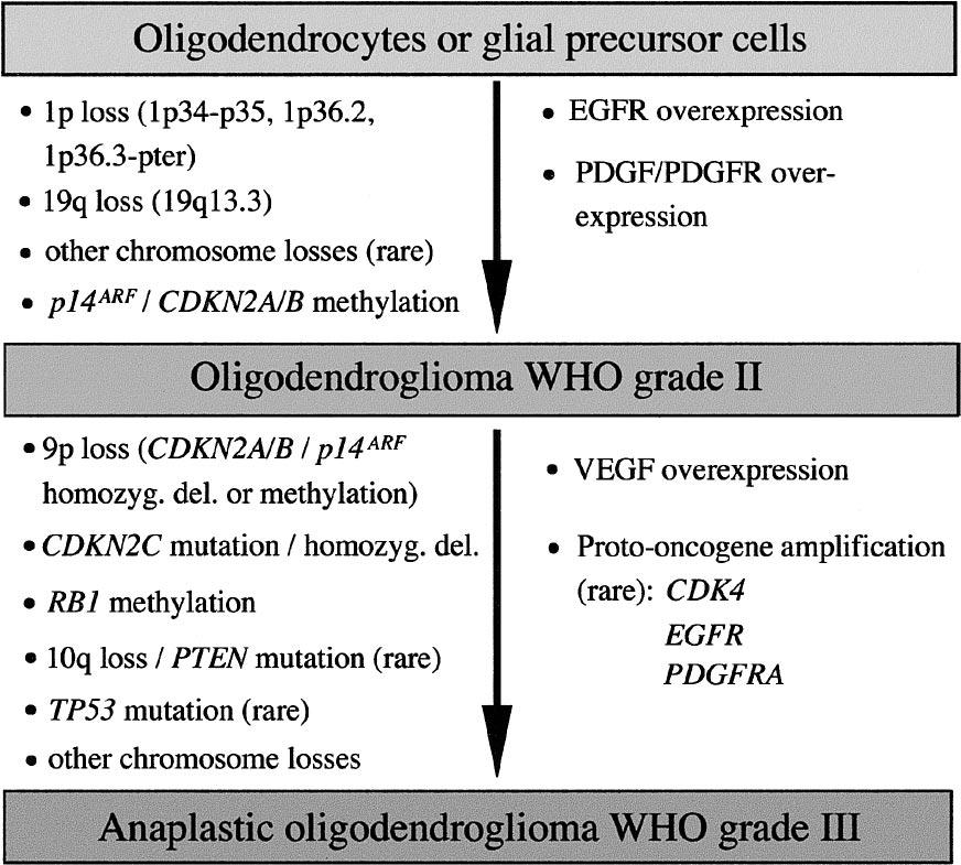 112 REIFENBERGER AND LOUIS Fig. 1. Flow chart showing typical molecular aberrations associated with the initiation and progression of oligodendroglial tumors (modified from ref. 16).
