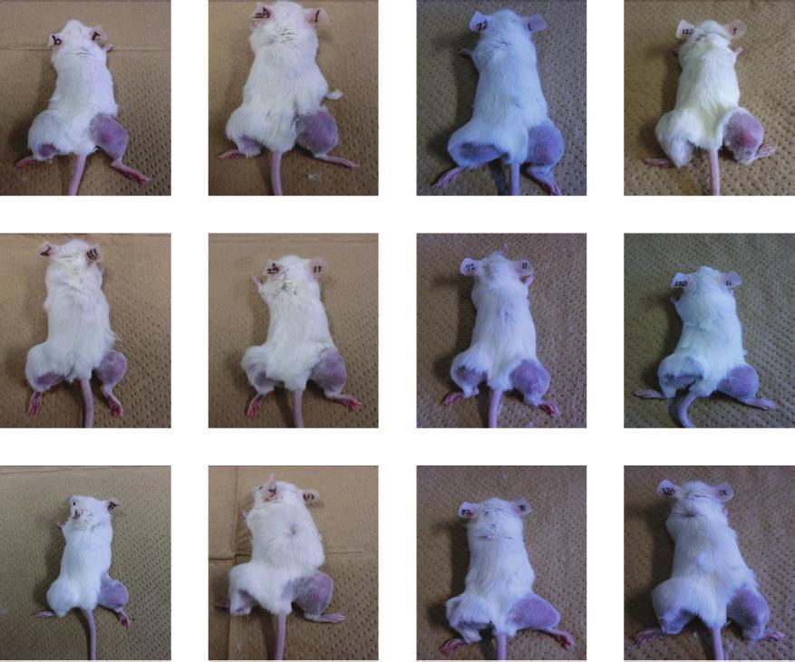 Conference Papers in Medicine 3 6 H 24 H 72 H 1 H Figure 3: Oncothermia treated experimental animals in this study.