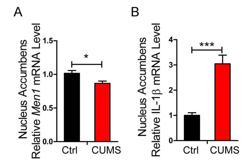 Figure S1. Mouse menin levels are attenuated and IL-1 levels are elevated in the Nucleus accumbens after CUMS, related to Figure 1 and Figure 3.