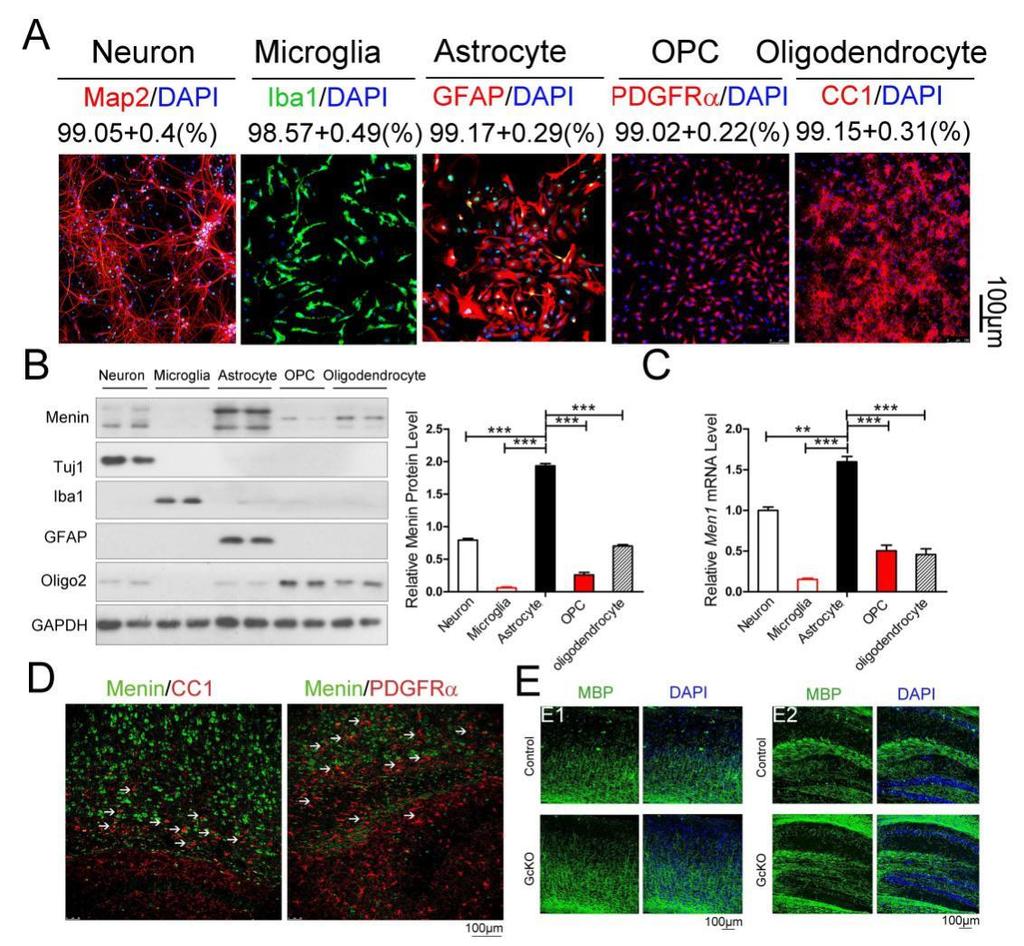 Figure S2. Menin expression in neurons, microglia, astrocytes, and oligodendrocyte progenitor cells (OPCs), and oligodendrocytes in GcKO and control mouse brain, related to Figure 1 and 2.