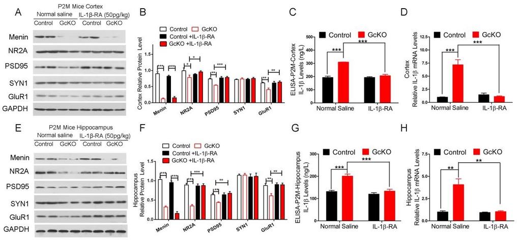 Figure S7. Synaptic proteins levels and IL-1 expression in GcKO and control mice treated with saline or IL-1 -RA, related to Figure 5.