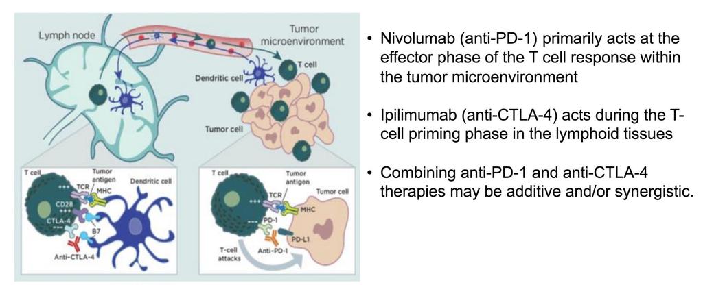 Rationale for anti-pd1 and anti-ctla4 combination as