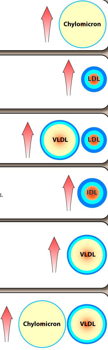 overproduction of VLDL, which is the precursor of LDL,