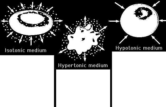 The inside of the cell is hypoosmotic to the solution. The solution is hyperosmotic to the cell.