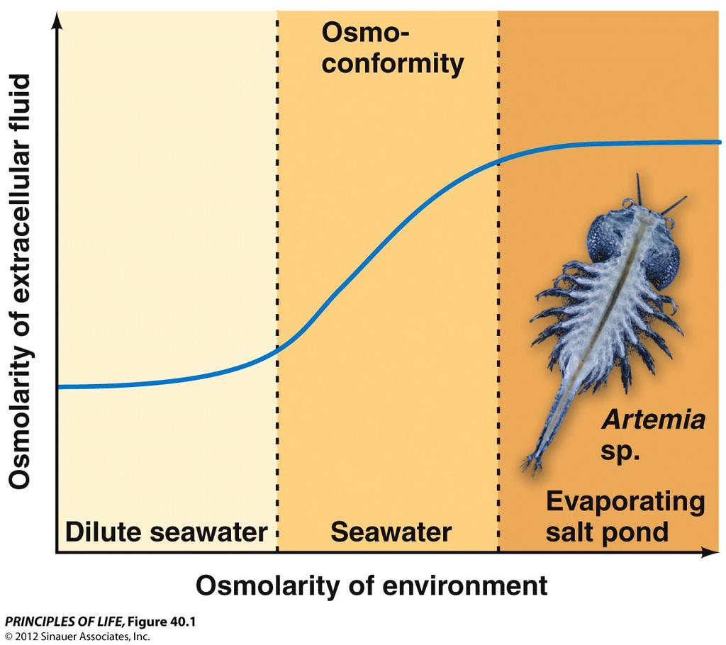 9/20/13 Animals have different ways of meeting osmotic challenges.