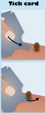 v=ocuwvqwdwue Page 9 Using a mobile phone to photograph ticks and/or rashes is useful to be