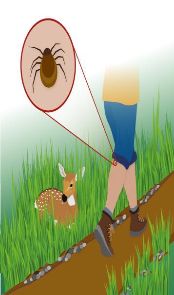 Ticks vectors of Lyme Disease The tick, Ixodes ricinus, is known as the sheep or deer tick Mammals and birds in affected areas are hosts for the ticks e.g.