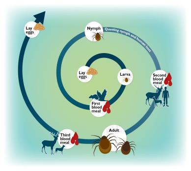The 3-stage life-cycle of ticks (Ixodes ricinus) Tick scale: size of the various life stages against and adult human thumb nail In Scotland the life-cycle, typical takes 2-3 years to complete Page 4