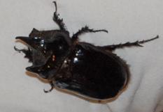 http: //www.bigbeetles.org/article Expository Home Article History Scientific classification Other links Big Beetle Buzz! 1 Topic Central Idea What s the biggest beetle you ve ever seen?