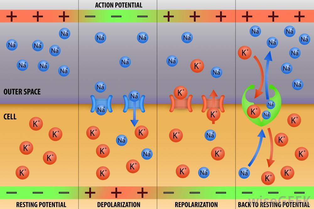 Action Potential (Nerve Impulse) An action potential is the rapid