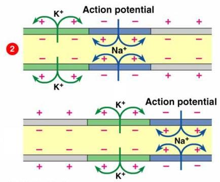 Steps of an Action Potential 2.