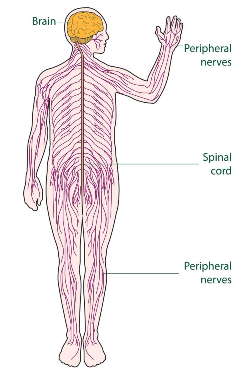 Divisions of the Nervous System Central Nervous System (CNS) processes, interprets and stores information, composed