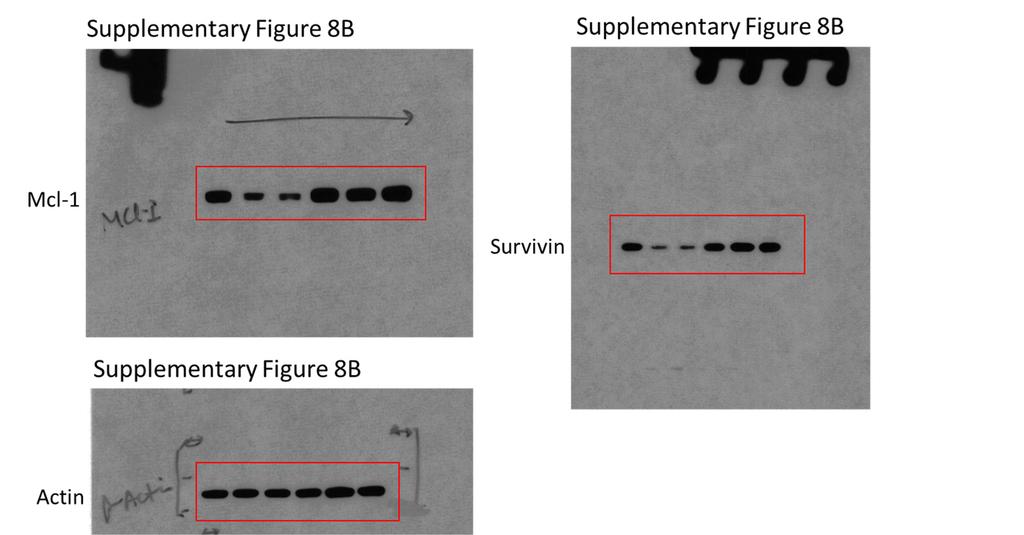 Supplementary Figure 9: Western blot and capillary electrophoresis data.