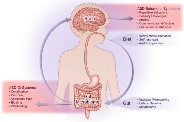 Repairing the GUT Prevent undigested proteins from reaching the brain Allows desired