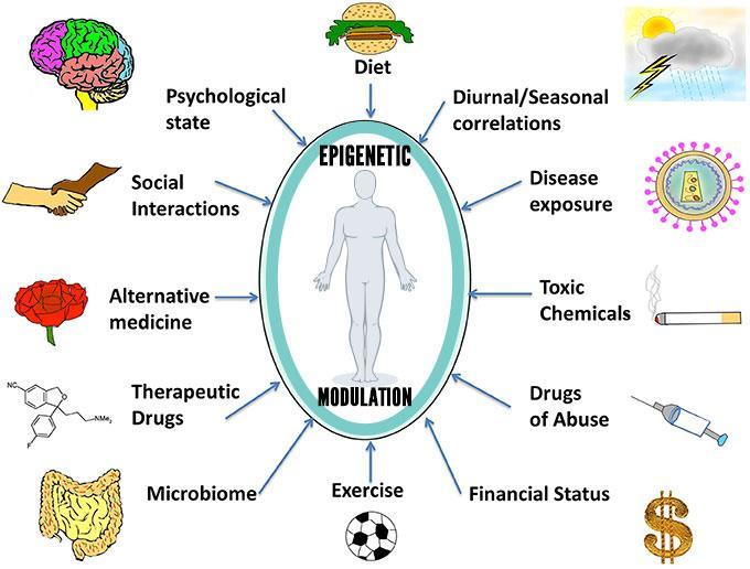 Epigenetics is Everywhere What you EAT Where you live Who you interact with When you SLEEP How you