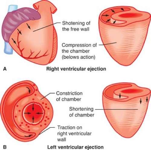 RV contraction The RV contracts by 3 separate tools: A. contraction of the longitudinal myofibers, which shortens the long axis and pulls the tricuspid annulus toward the apex; B.
