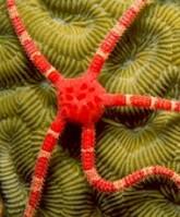 In the animal kingdom, radially symmetrical phyla are Porifera, Coelenterata, Ctenophore and Echinodermata.