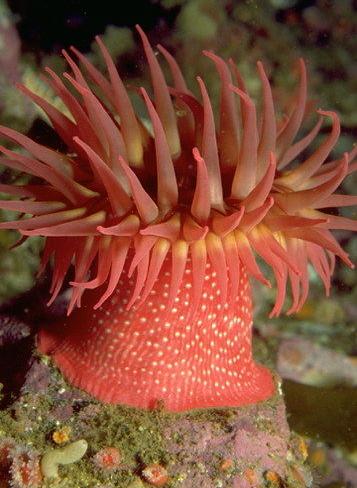 anemones), and is the best fitted for a floating life.