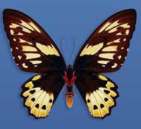 Bilateral symmetry is characteristic of the most successful and higher animals, including the remaining invertebrates and all vertebrates.