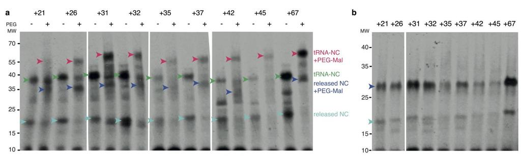 Supplementary Figure 4 PEGylation of FLN5 Y719E RNCs. (a) Autoradiography of SDS-PAGE gels as presented in a cropped form in Fig. 4b is provided here for clarity.