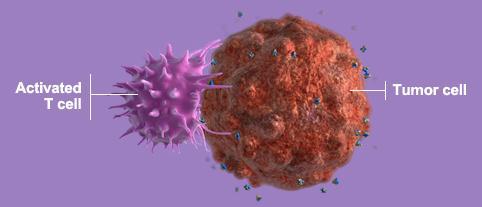 Introduction Immunotherapy increasingly incorporated in the treatment algorithms for malignant neoplasms in recent years Ipilimumab fully human, IgG1, anti-ctla-4 monoclonal antibody Approval for the