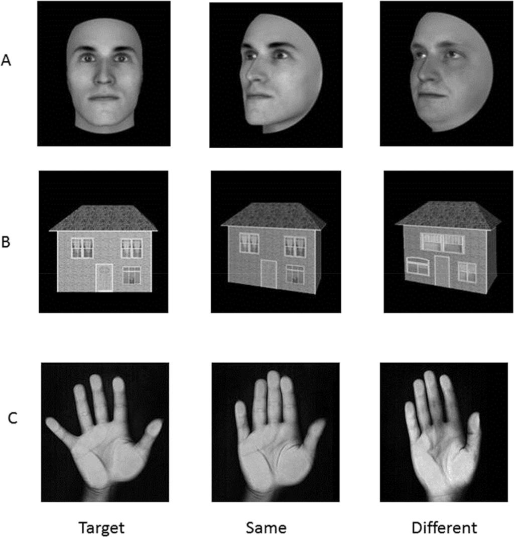 CORTEX_proof May 0 / 0 0 0 0 0 0 Fig. e Sample stimuli from the object matching task: (A) faces, (B) houses and (C) hands.