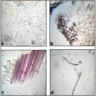(c) starch Lignified fibres (b) pitted and annular vessels