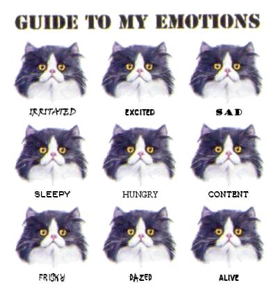 Can you accurately identify the emotions you