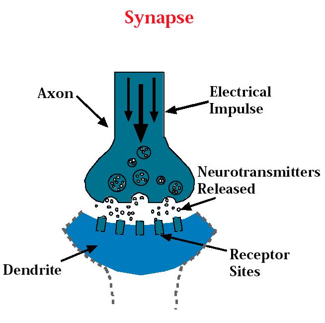 Neurotransmitters carry signals across